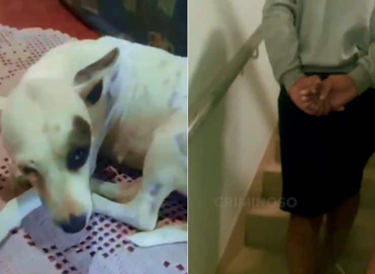 Cachorro resgatado após ser pichado em Guarapari; autor do crime foi preso pela polícia