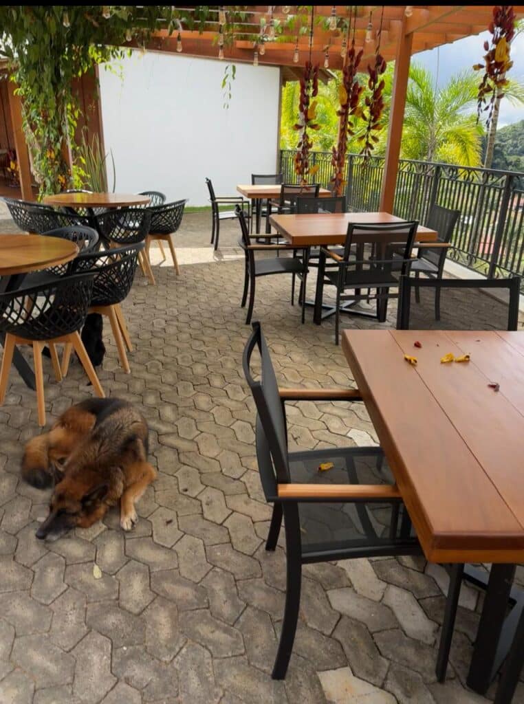 Cafeteria construída sobre lagos ornamentais oferece café colonial com vista privilegiada e ambiente de tranquilidade