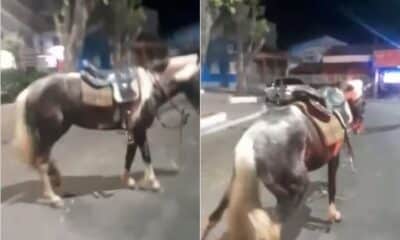 Cavalo é morto durante abordagem da PM em Cariacica