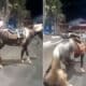 Cavalo é morto durante abordagem da PM em Cariacica
