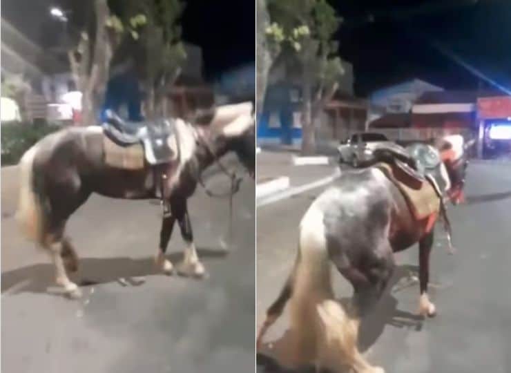 Cavalo é morto durante abordagem da PM em Cariacica
