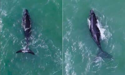 Filhote de baleia-jubarte é registrado por drone na Praia de Itapuã, em Vila Velha