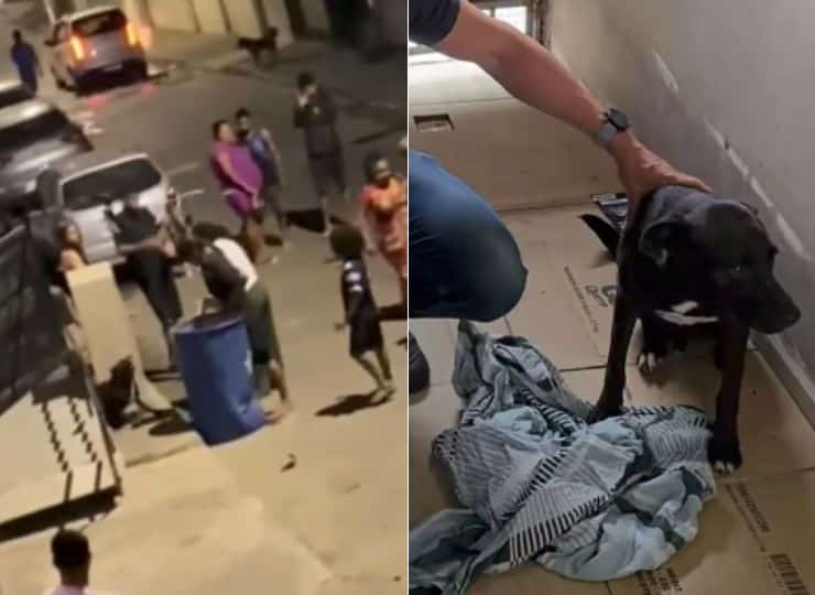 Moradores flagraram o momento em que um homem agride o cachorro comunitário “Negão” em Vila Velha; animal foi resgatado e recebe cuidados