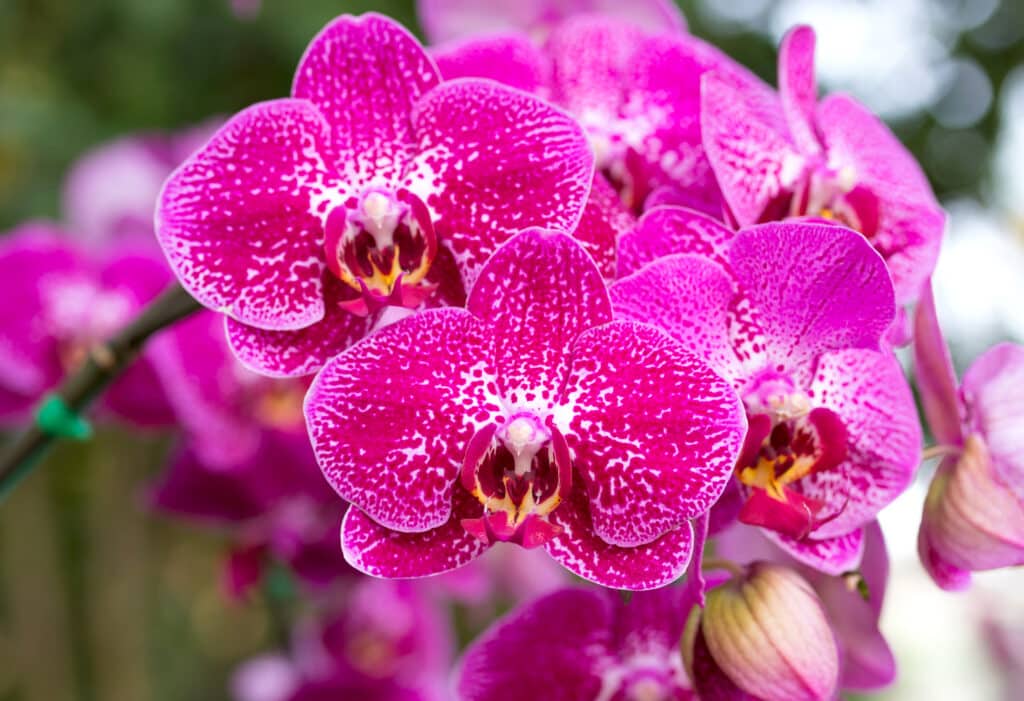 Orquídeas