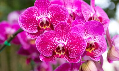 Orquídeas