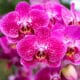 Orquídeas