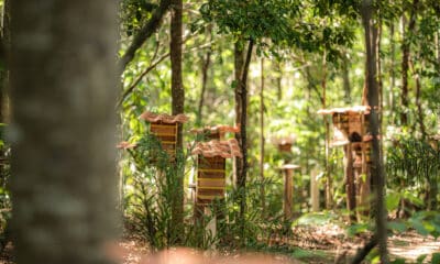 Meliponário do Parque Botânico Vale onde ficam as abelhas nativas. Foto: Levi Manzini Mori