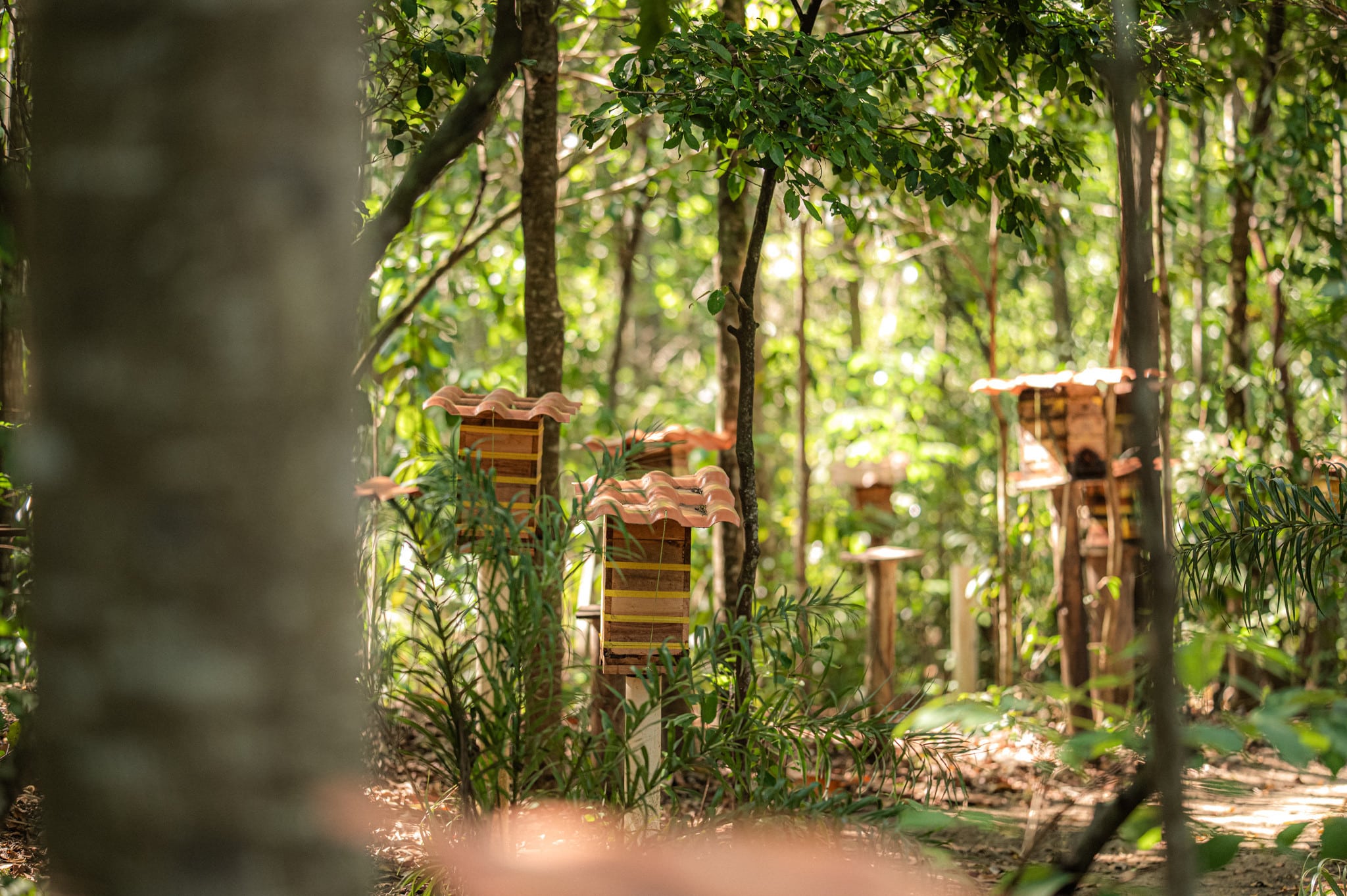Meliponário do Parque Botânico Vale onde ficam as abelhas nativas. Foto: Levi Manzini Mori