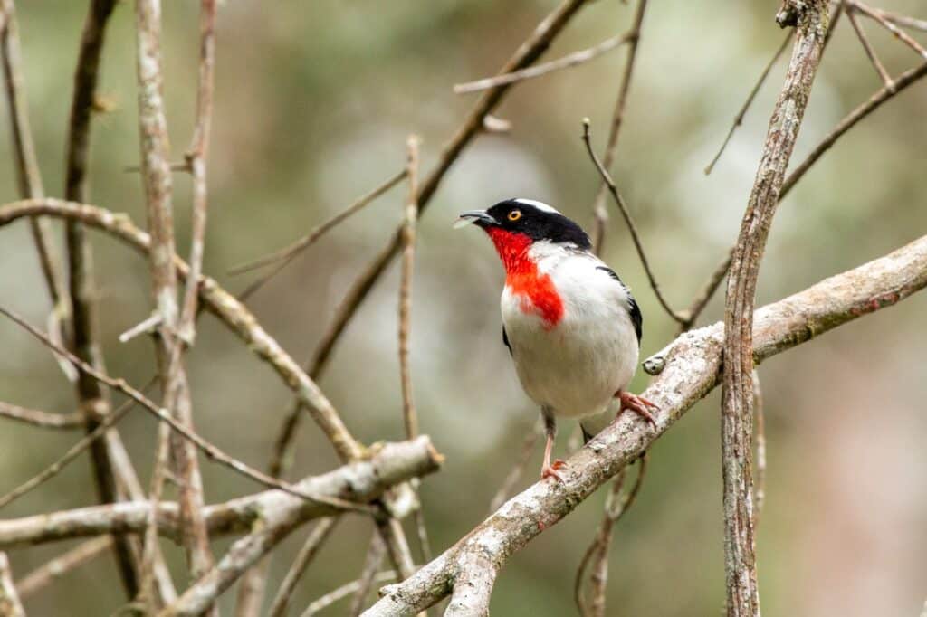 Saíra-apunhalada, uma das aves mais ameaçadas do mundo e símbolo da preservação da Mata Atlântica de altitude