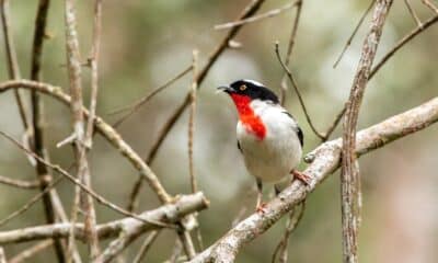 Saíra-apunhalada, uma das aves mais ameaçadas do mundo e símbolo da preservação da Mata Atlântica de altitude