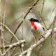 Saíra-apunhalada, uma das aves mais ameaçadas do mundo e símbolo da preservação da Mata Atlântica de altitude