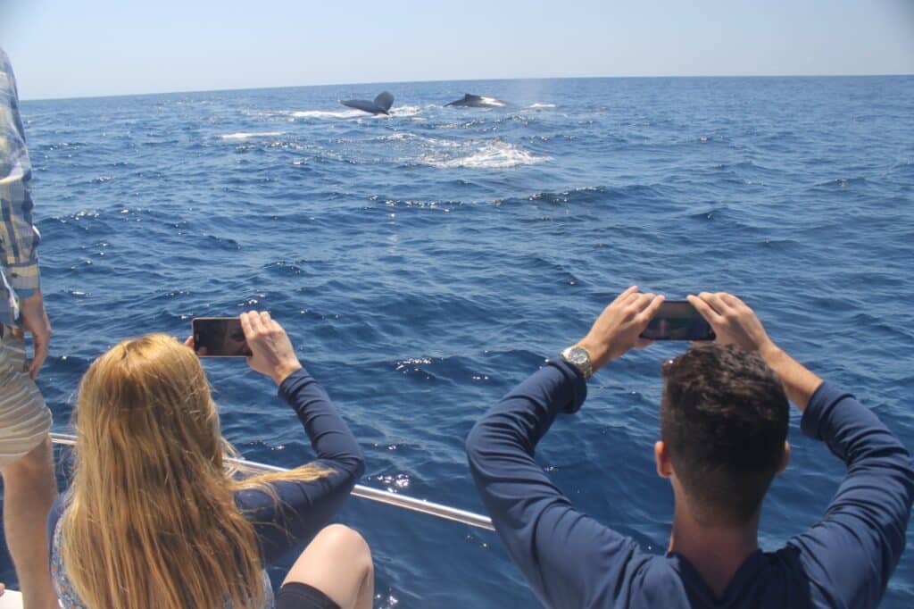 Turistas registram de perto o espetáculo das baleias-jubarte em passeio de barco no litoral de Vitória