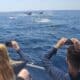 Turistas registram de perto o espetáculo das baleias-jubarte em passeio de barco no litoral de Vitória