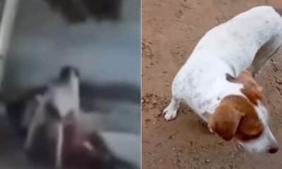 Cachorro vítima de zoofilia é resgatado em Baixo Guandu