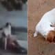 Cachorro vítima de zoofilia é resgatado em Baixo Guandu
