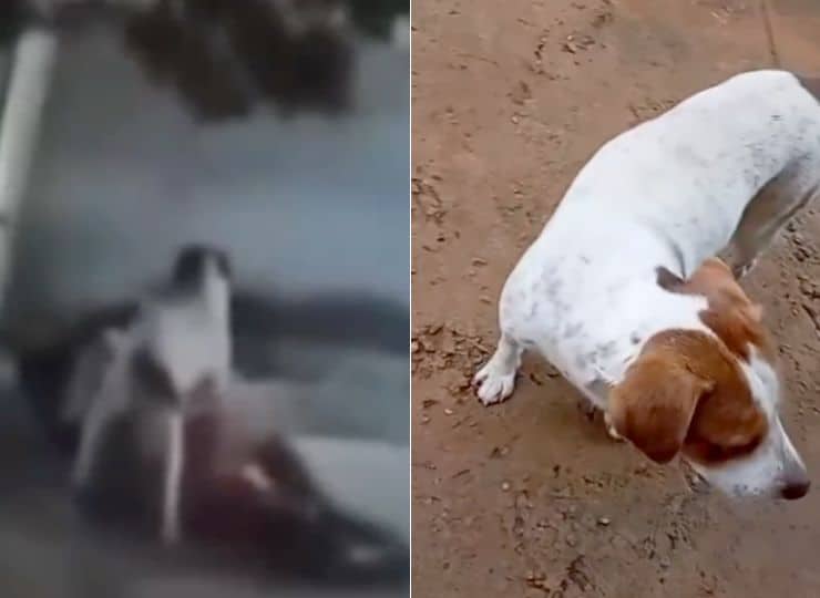Cachorro vítima de zoofilia é resgatado em Baixo Guandu