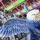 Carnaval de Vitória