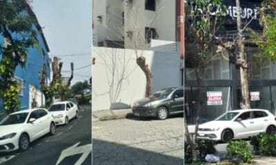Exemplos de podas em Vitória que deixam árvores comprometidas e levantam críticas de especialistas sobre a forma como são realizadas