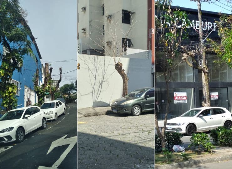 Exemplos de podas em Vitória que deixam árvores comprometidas e levantam críticas de especialistas sobre a forma como são realizadas