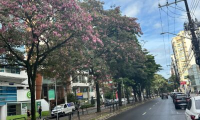 Ipês rosas na avenida Rio Branco, na Praia do Canto, em Vitória
