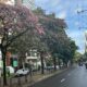 Ipês rosas na avenida Rio Branco, na Praia do Canto, em Vitória