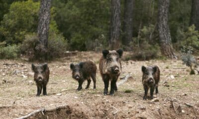 Javalis oferecem riscos a plantações e pode transmitir doenças à agropecuária