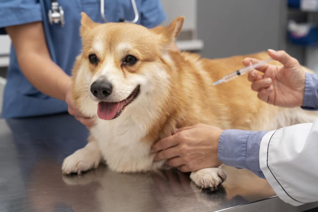 Vacinação em cachorro