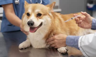 Vacinação em cachorro