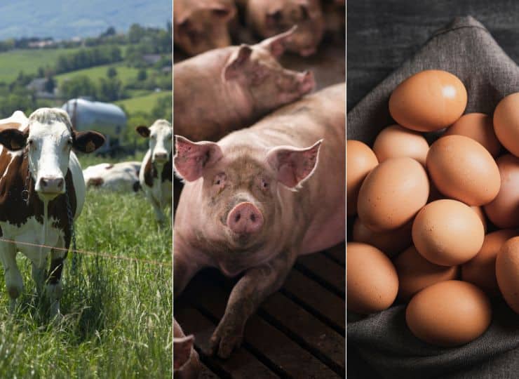 Ovos em alta, enquanto bovinos, suínos e leite registraram queda no 2º trimestre de 2025