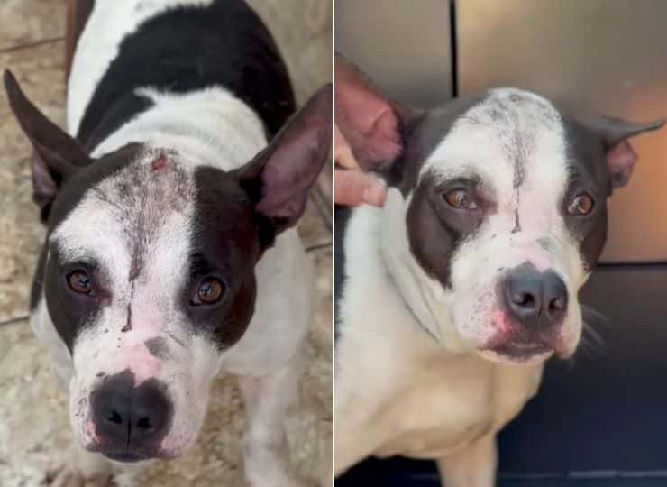 Pitbull foi encontrado no Morro da Garrafa, em Enseada do Suá, com lesões na cabeça