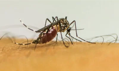 As arboviroses aumentam riscos no parto e exigem atenção especial durante a gravidez. Foto: Agência Brasil