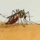 As arboviroses aumentam riscos no parto e exigem atenção especial durante a gravidez. Foto: Agência Brasil