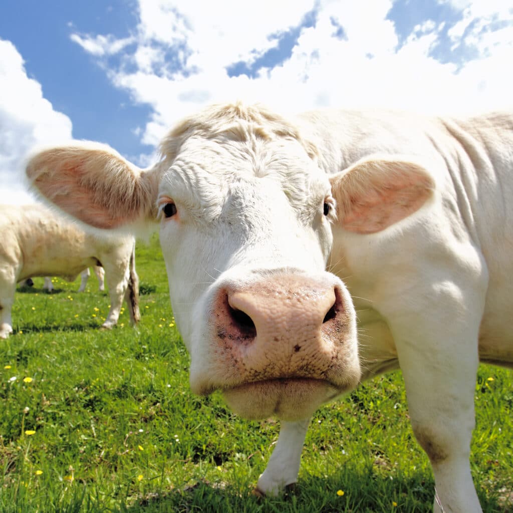 vacas no pasto