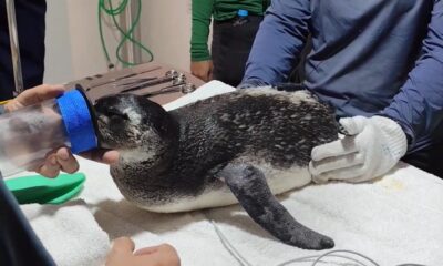 Sete pinguins foram resgatados após encalhes em praias do Espírito Santo. Foto: Divulgação