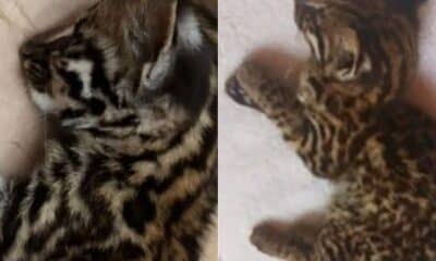 Filhote de jaguatirica é resgatado desorientado no Noroeste do ES