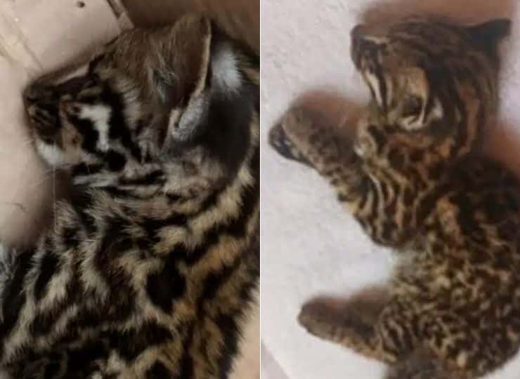 Filhote de jaguatirica é resgatado desorientado no Noroeste do ES